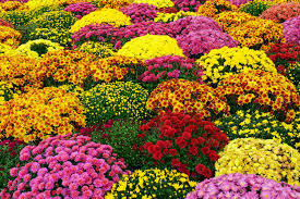 MUMS FOR SALE!  MHSN Choir Fundraiser Kicks Off